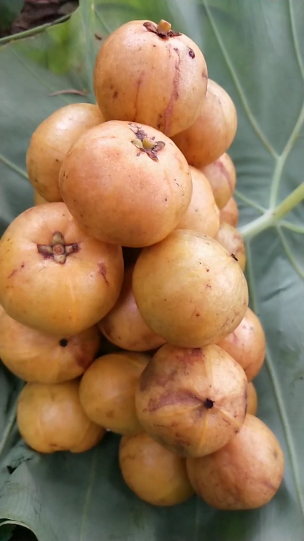 纯野生山竹,老铁们要过来一起摘吗?