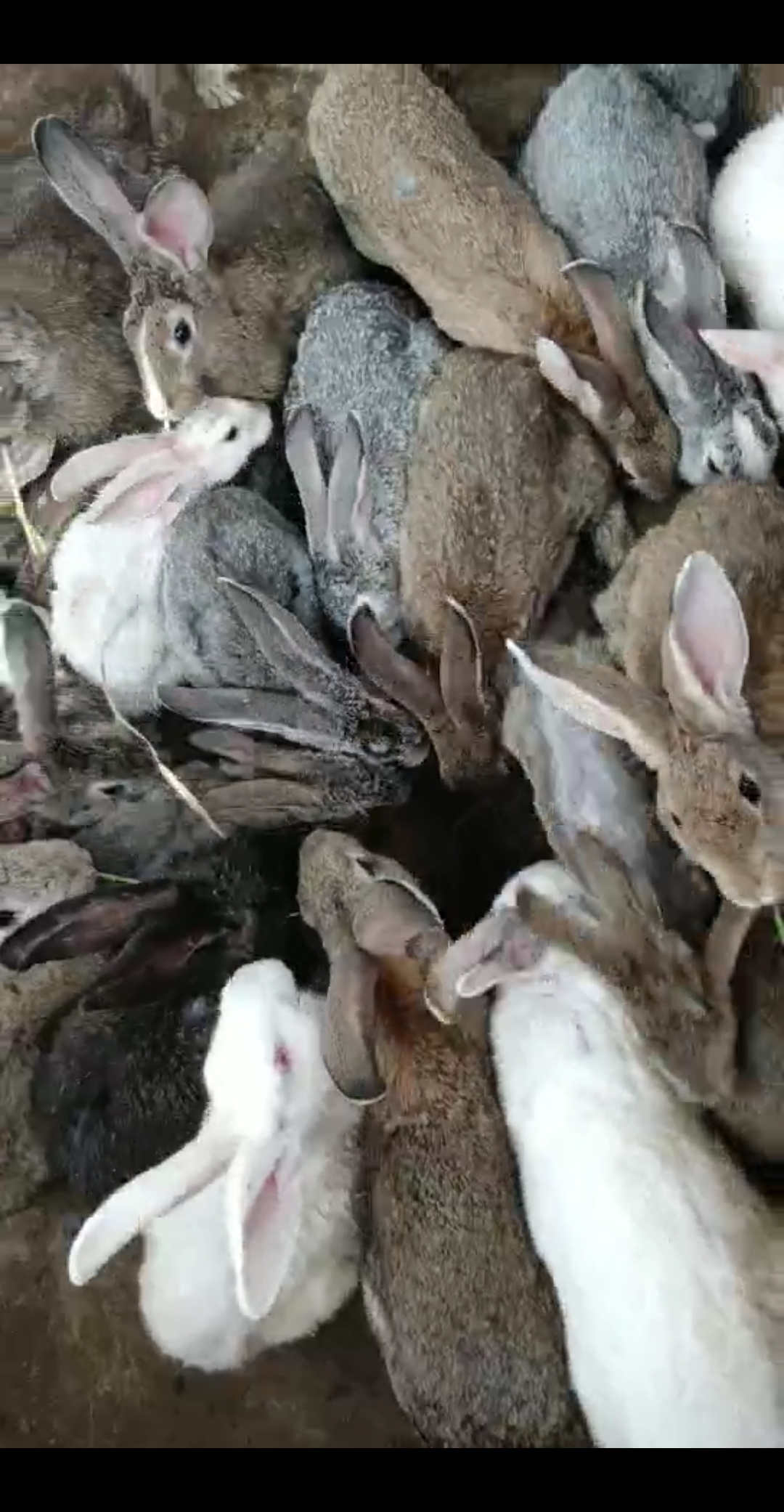 散養兔子節約成本,肉質好,回收價格高!你養殖我回收!路過老鐵點個贊!