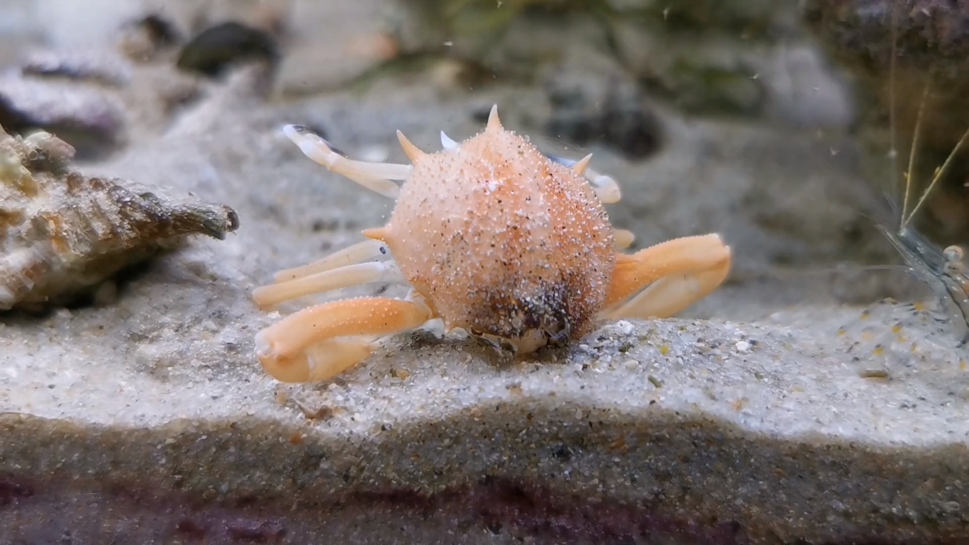 知识科普#小螃蟹你怎么了?