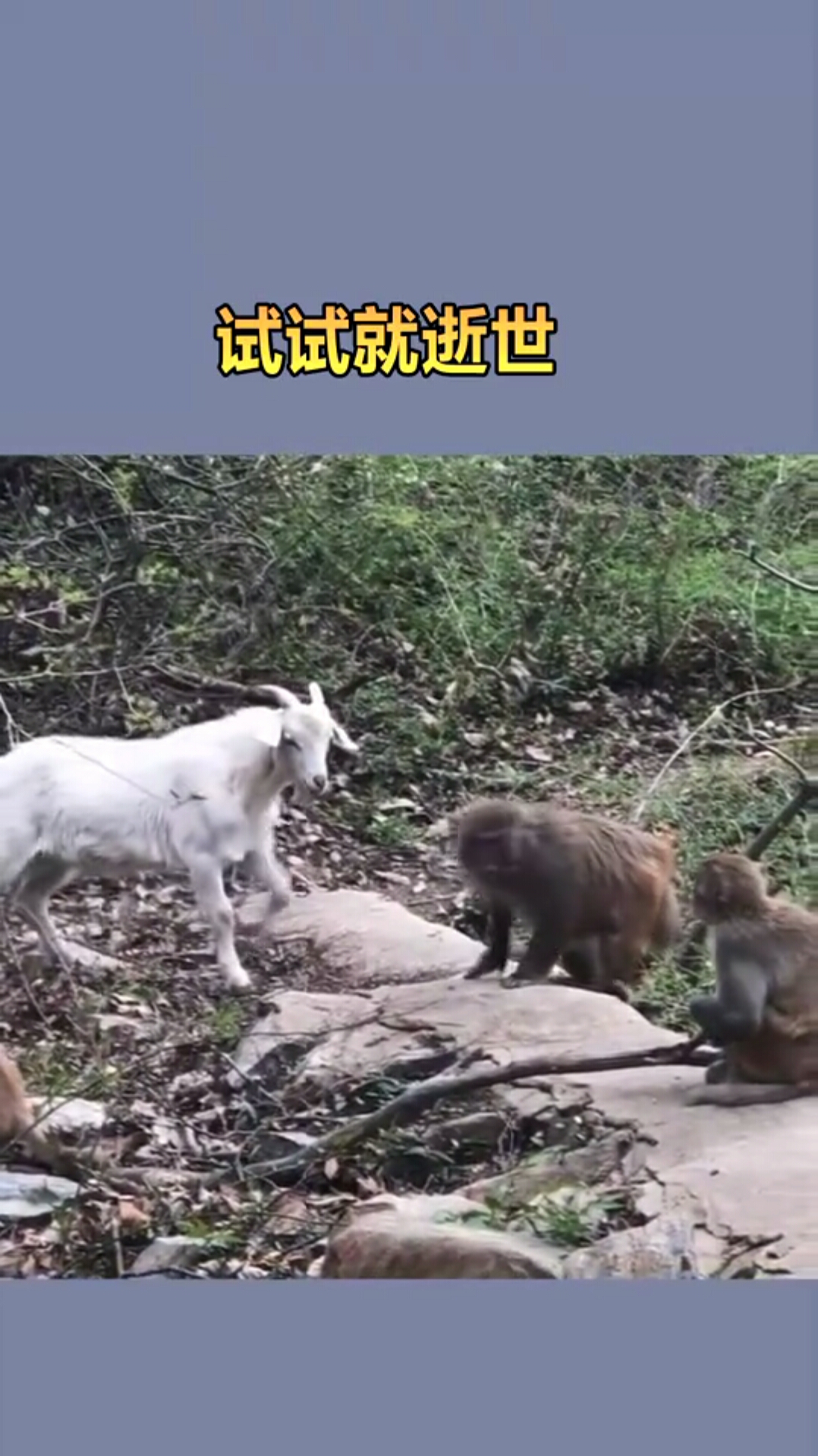 羊豪横不过三秒,接下来被猴子攻击
