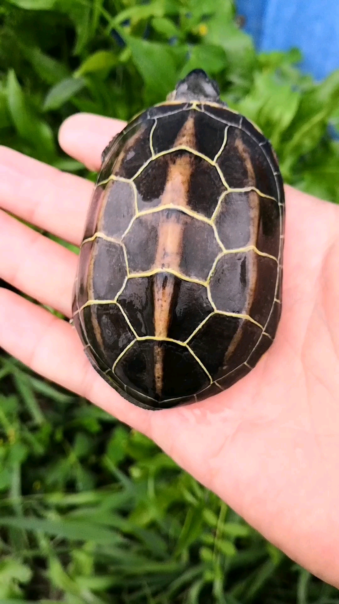我家萌宠成精了#好看萌萌哒的南通苏北金线草龟,好看不止一点点,金 