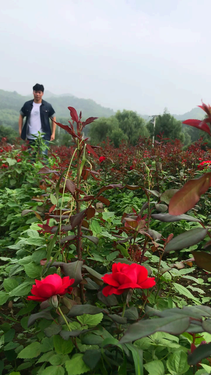 音为有你#翻唱《台北红玫瑰》