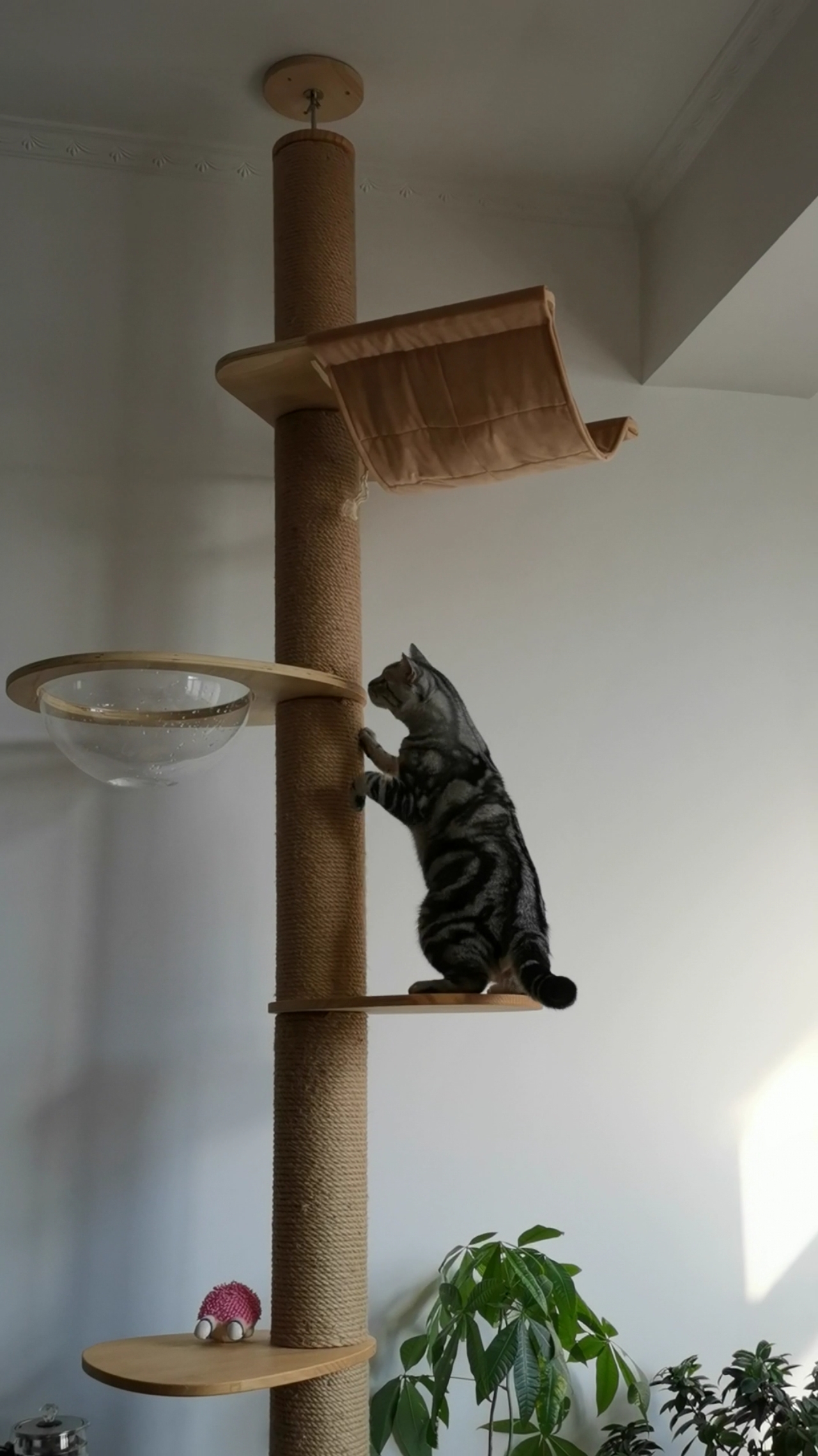 一个探头探脑的小猫咪