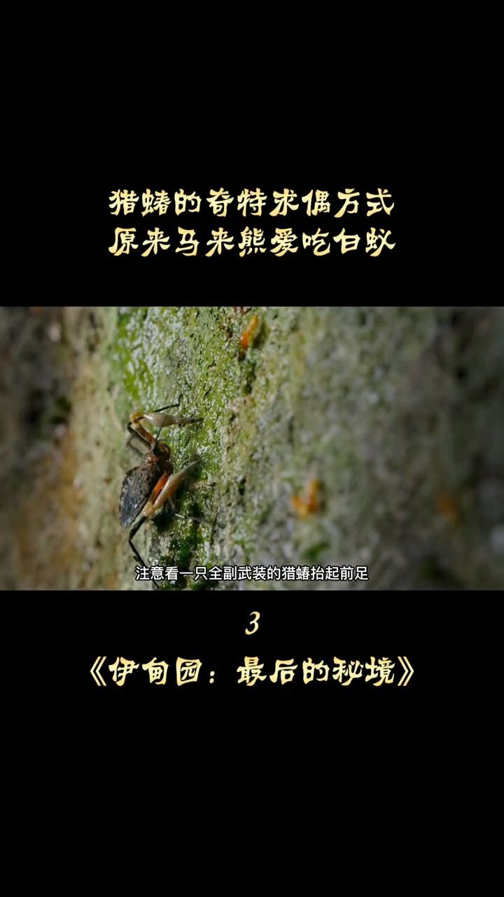 高分纪录片伊甸园最后的秘境猎蝽的奇特求偶方式3