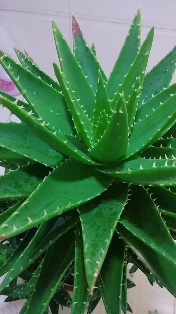 这是一种能食用的芦荟.