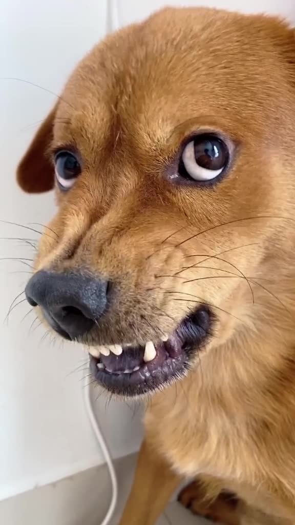 呲牙狗表情包图片