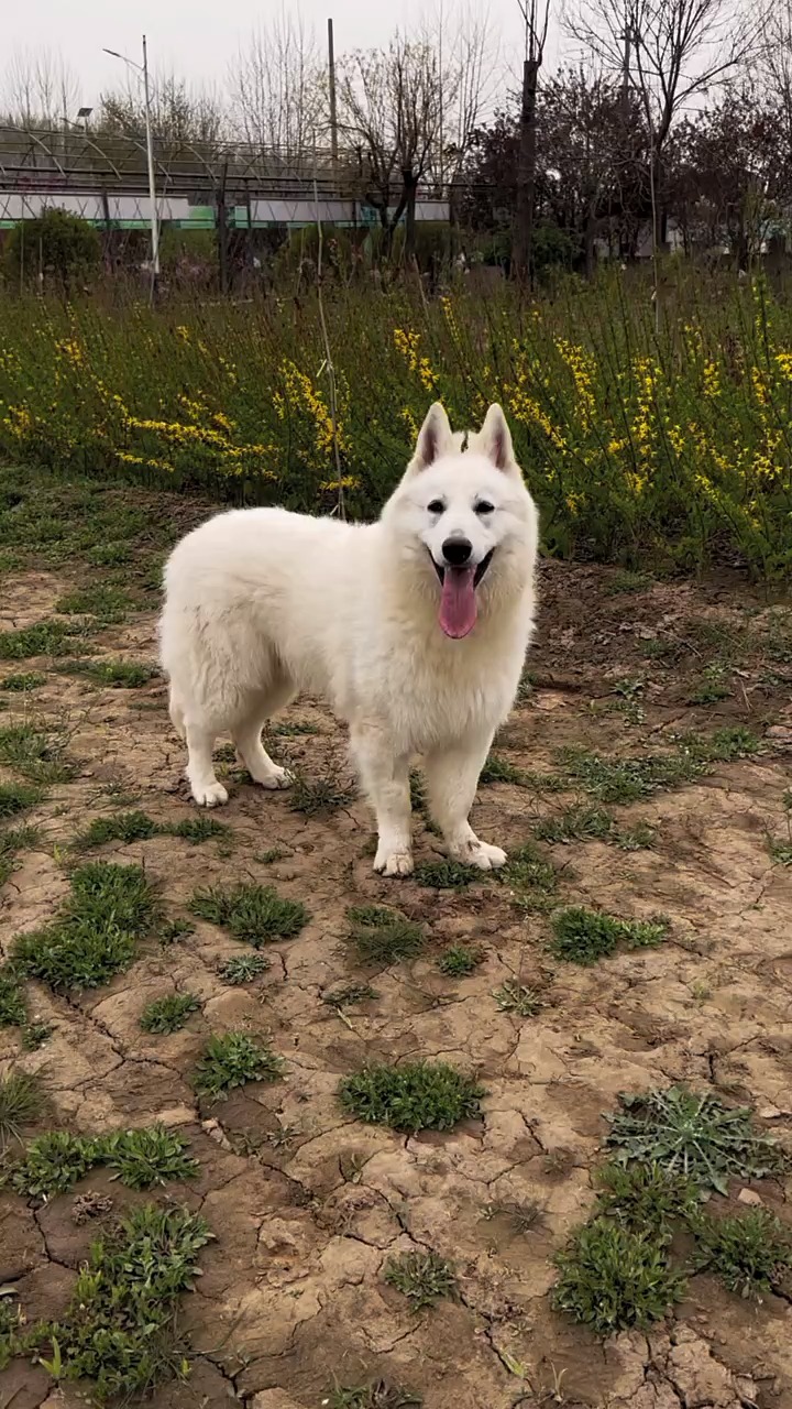 瑞士牧羊犬#瑞士牧羊犬
