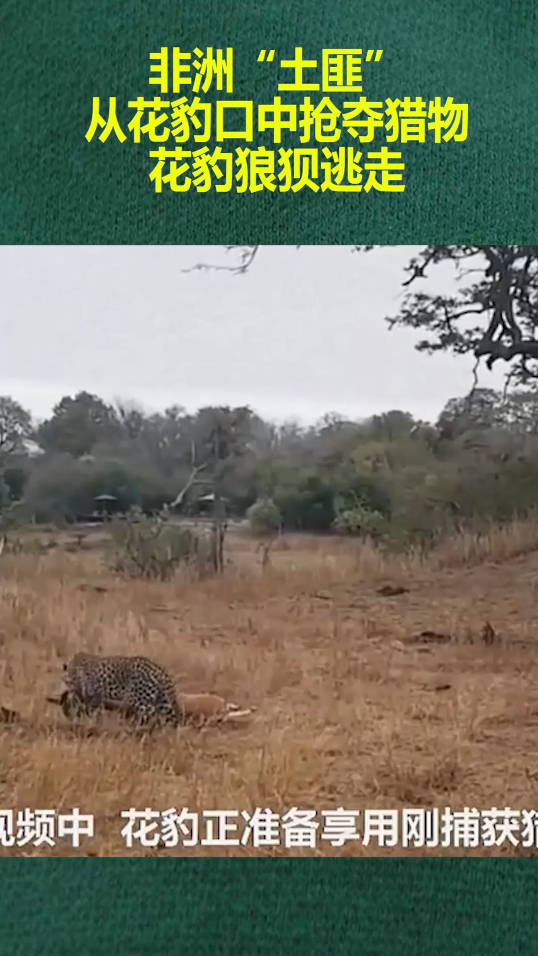 非洲"土匪",从花豹口中抢夺猎物,花豹狼狈逃走!