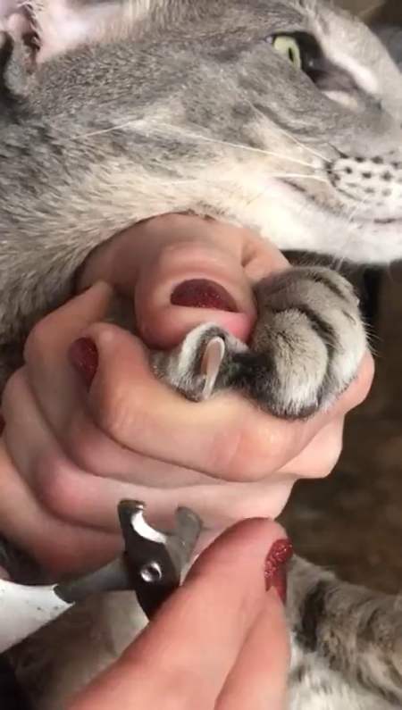 猫爪和虎爪的区别仅在于高等文明在设定地球生物的时候,给了不同的