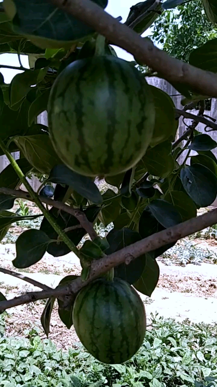 树上摘两西瓜