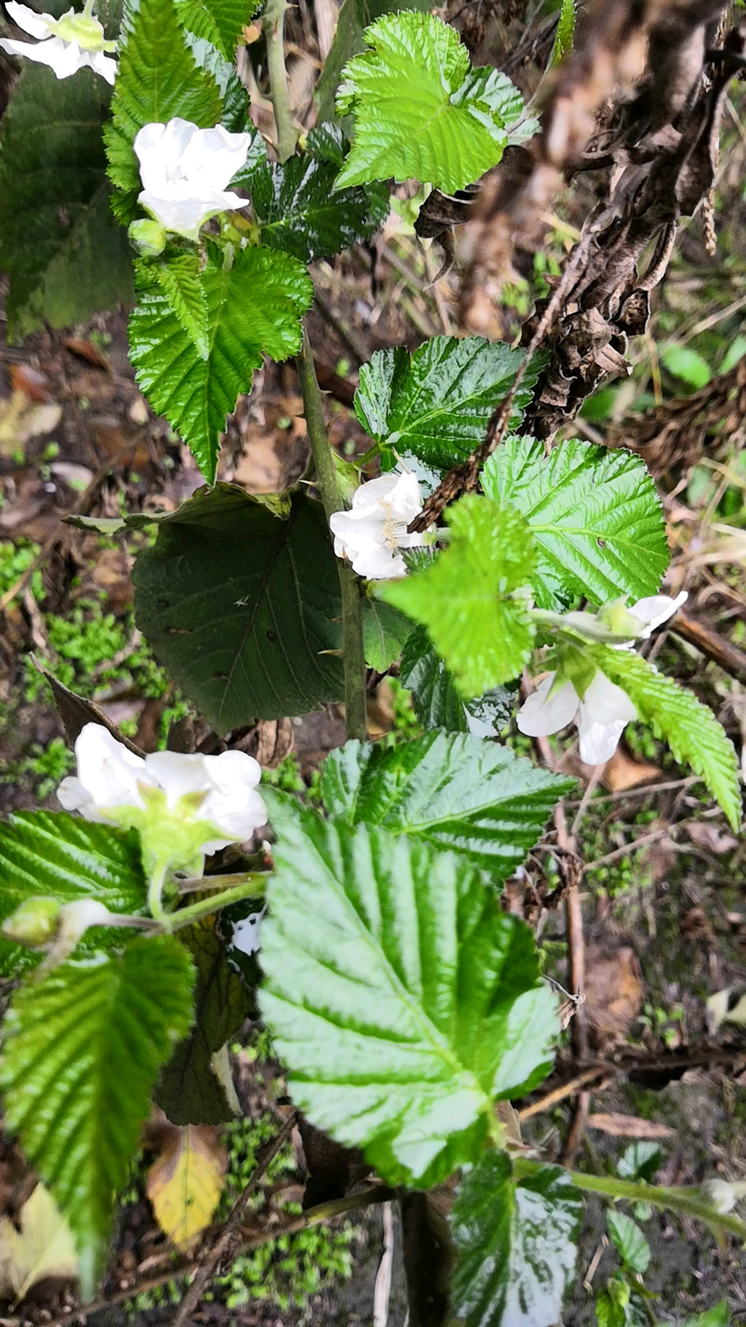童年最喜欢吃的野生水果,终于开花了,我们这边叫乌泡子,你们那里呢?