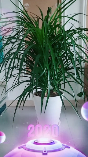 全民迎新年#我的生机兰