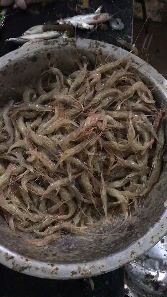 刚打捞上来的海鲜