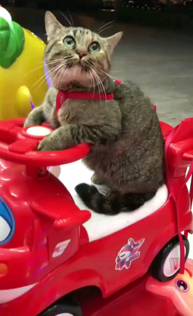 喵喵坐上摇摇车,心情可好了!