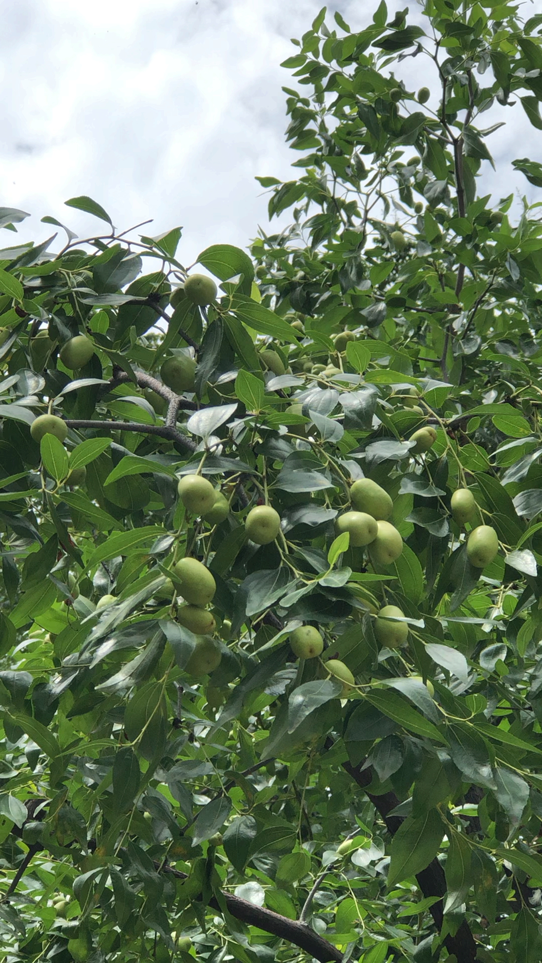 结满枣儿的碧绿木枣树,吱吱的蝉鸣,啾啾的鸟叫,布谷布谷的杜鹃声