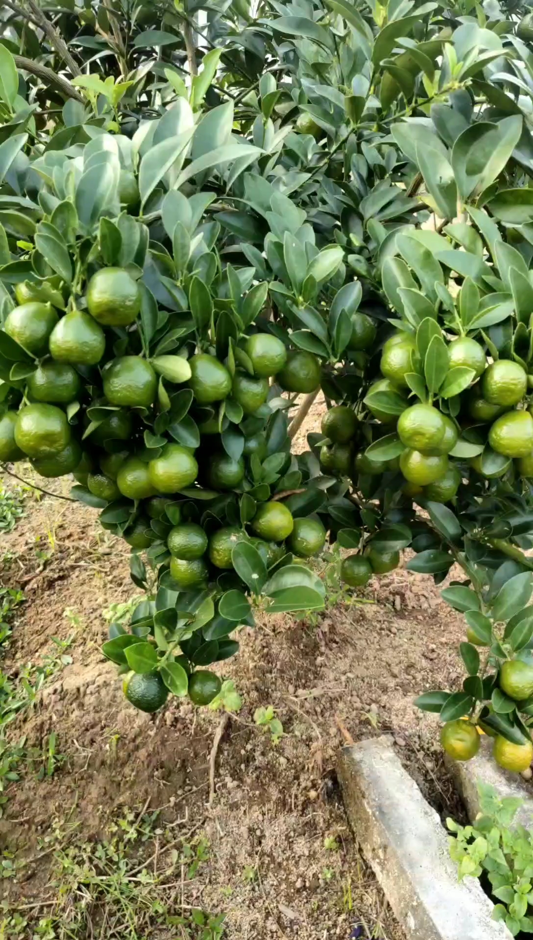 全民小助手#海南公孙桔小青桔 长泡水喝止咳化痰功效