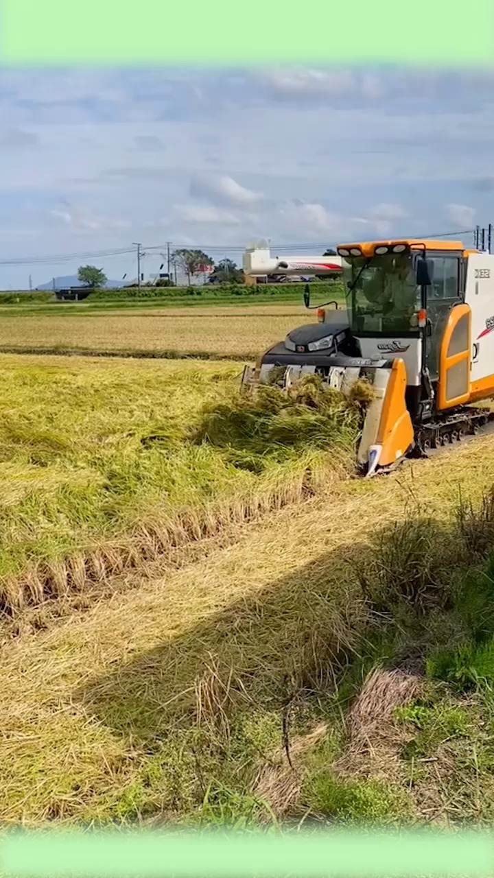 农业机械化#日本收割倒伏水稻技术,几乎贴近地面都可以完美收割-缎