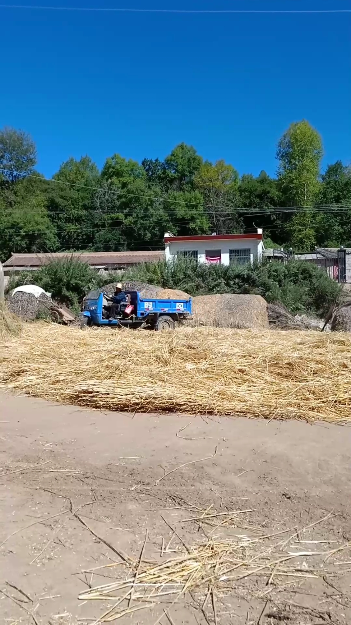 看看农民碾麦子的多辛苦.