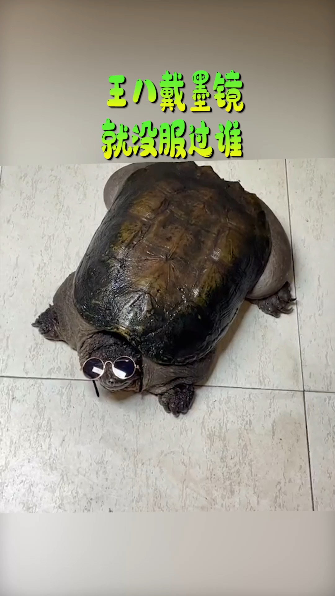 奇闻趣事抢先看#王八戴墨镜,气质这一块,就没服过谁