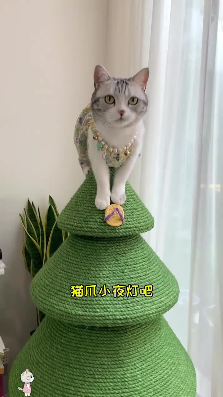 猫咪日记#和泡芙一起做了个小礼物,希望安生会喜欢