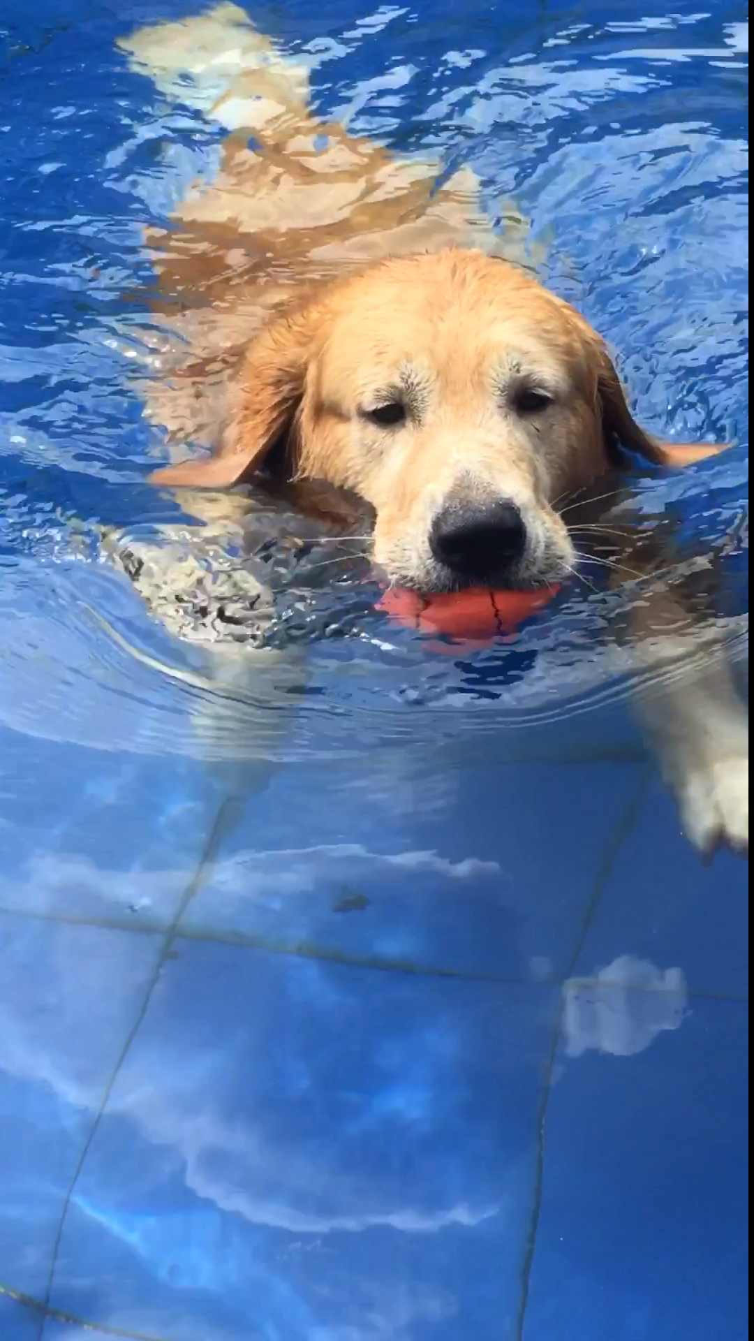 家有萌宠#游泳健将肉肉喜欢吗