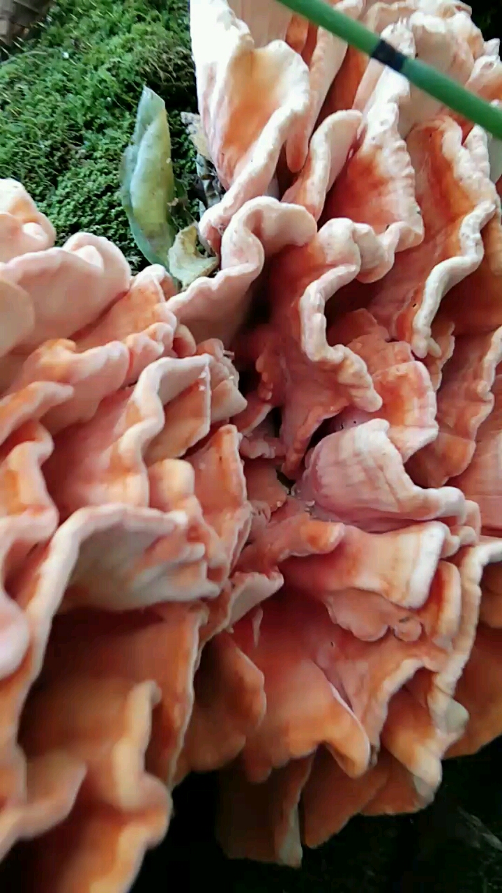 树鸡蘑也叫硫磺菌~味道非常鲜美