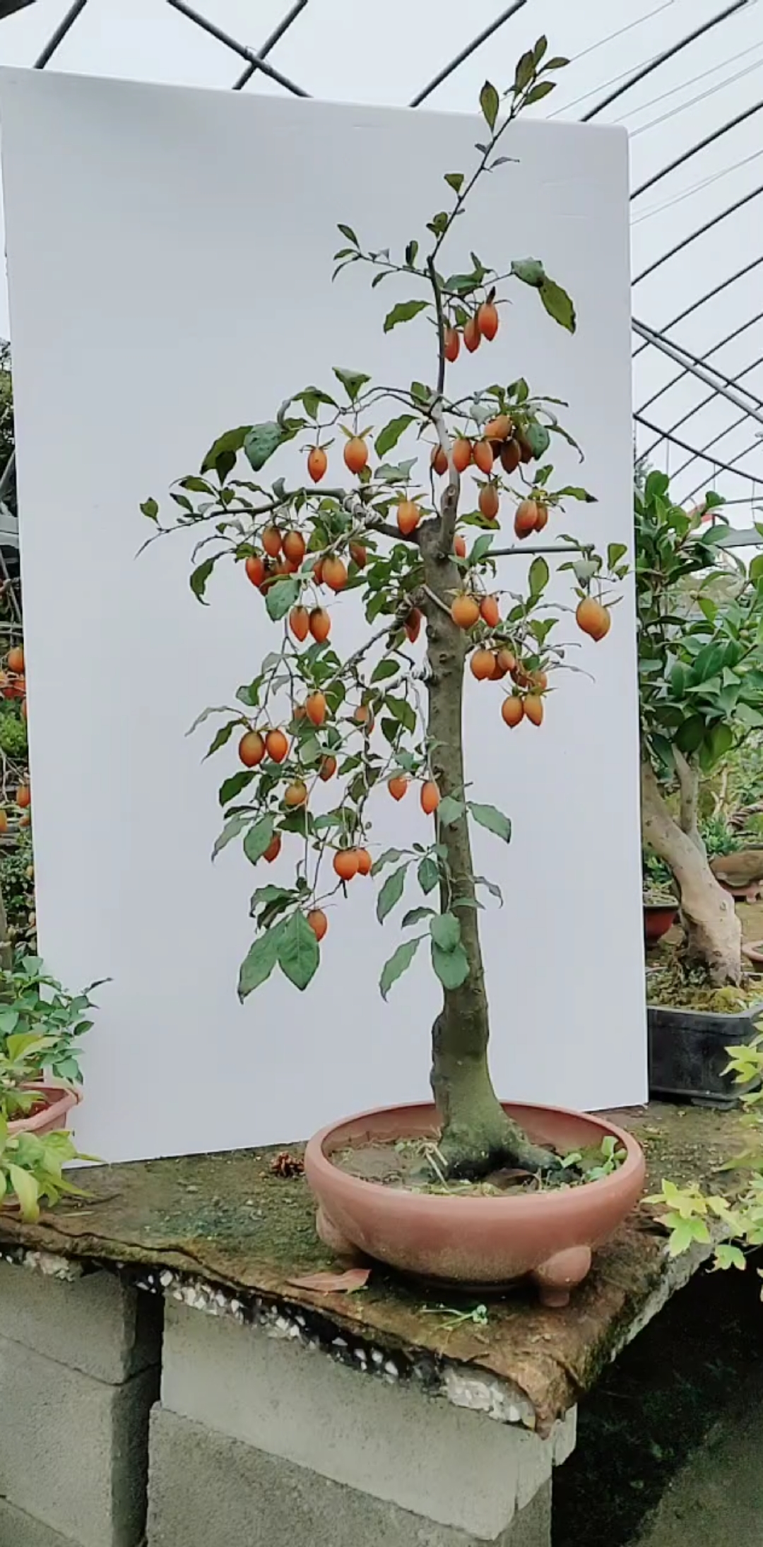 老鸦柿盆景  寓意万事如意