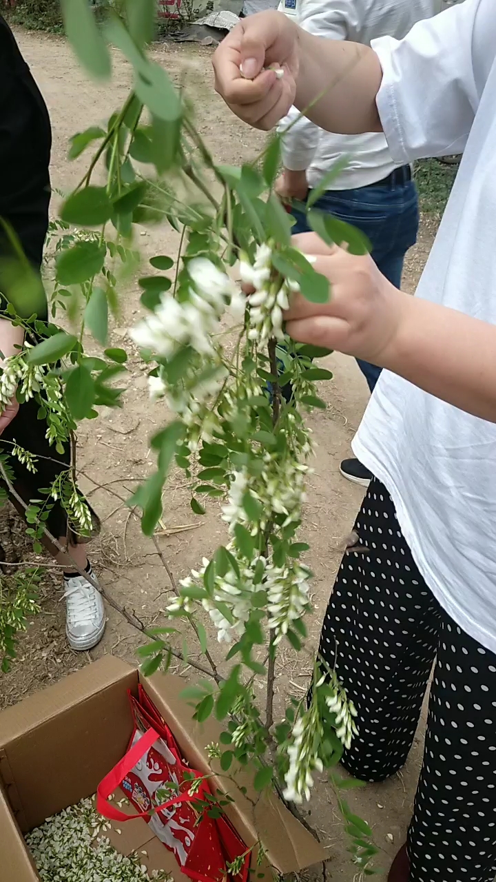 摘洋槐花啦