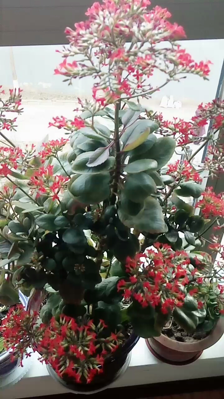 一米多高的凤尾长寿花你见过吗?漂亮!