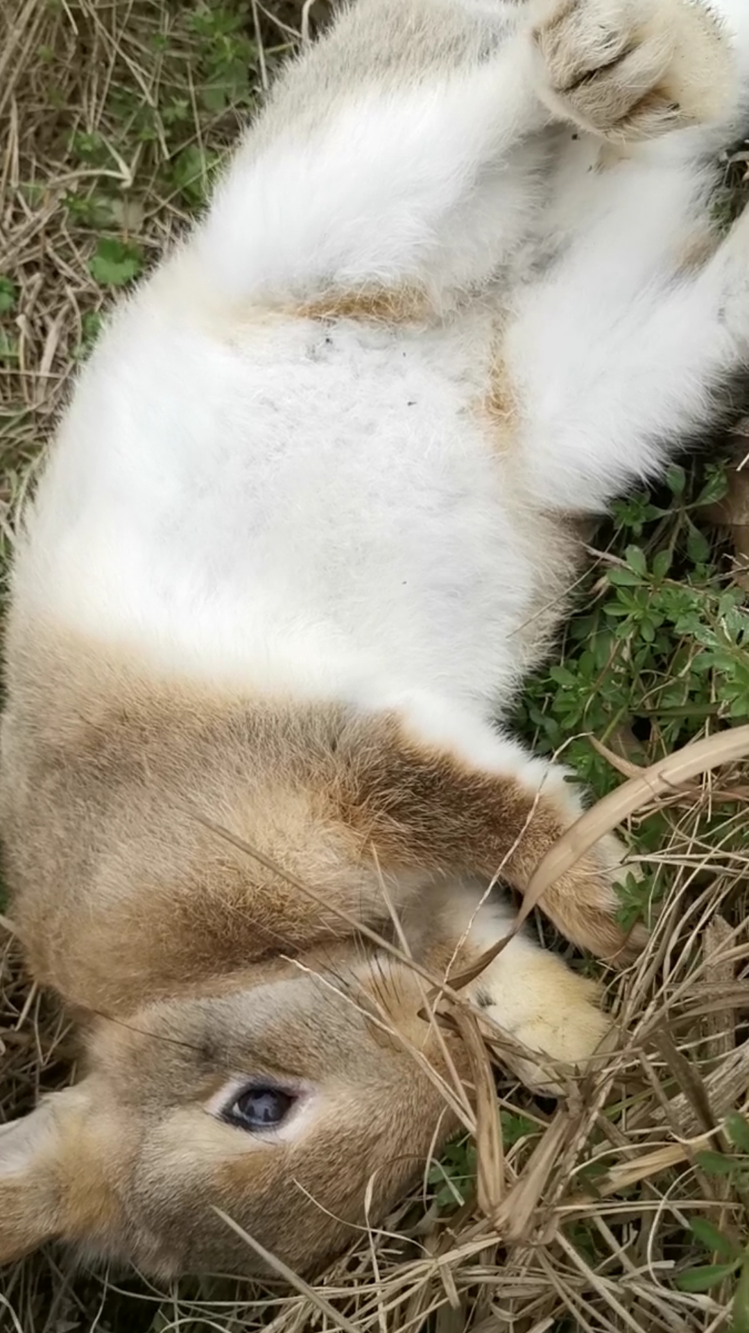 兔子成精了,你绝对想不到