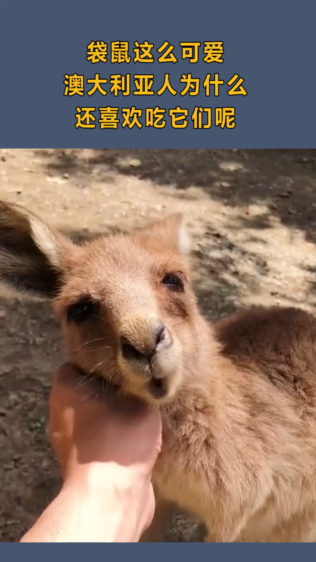 袋鼠这么可爱,澳大利亚人为什么,还喜欢吃它们呢?