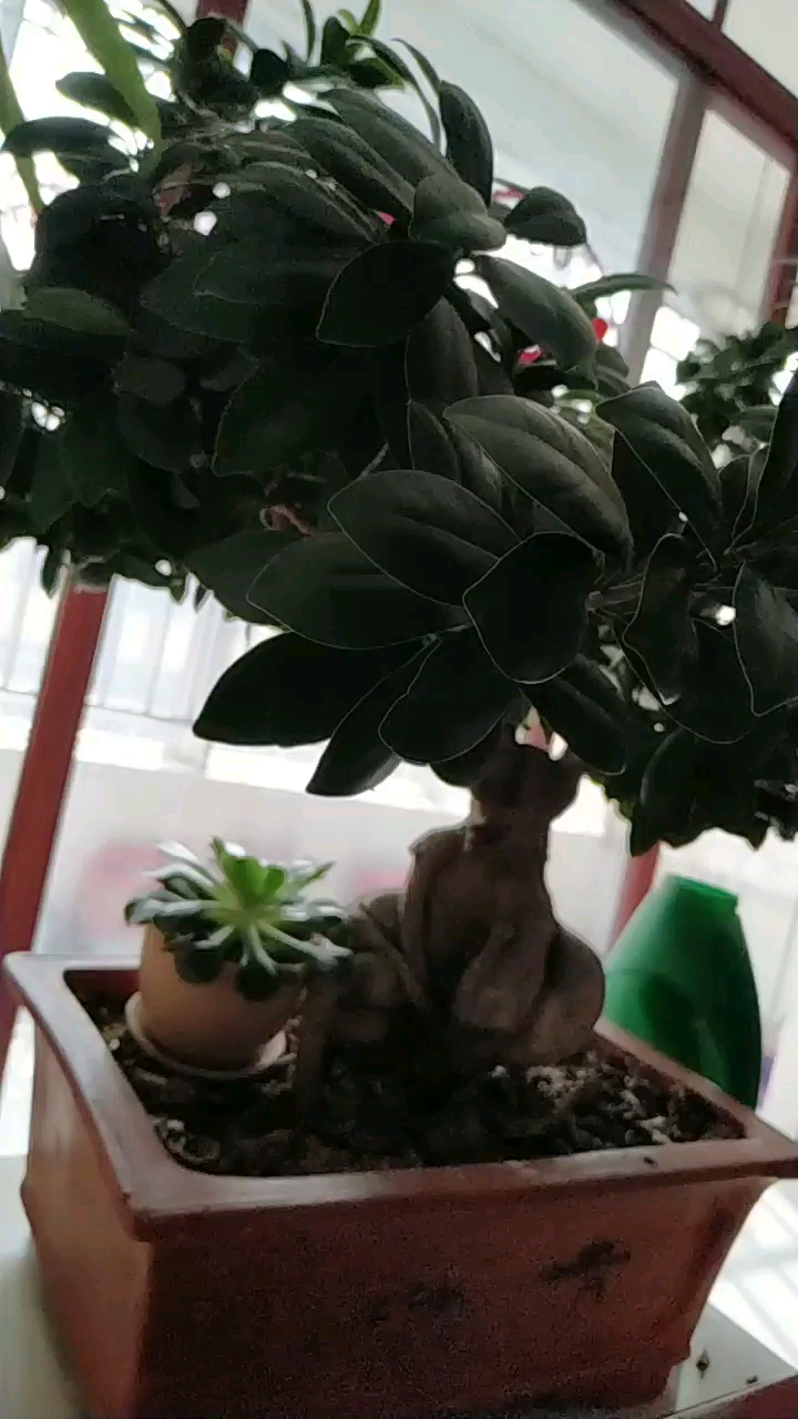 这荣树,
