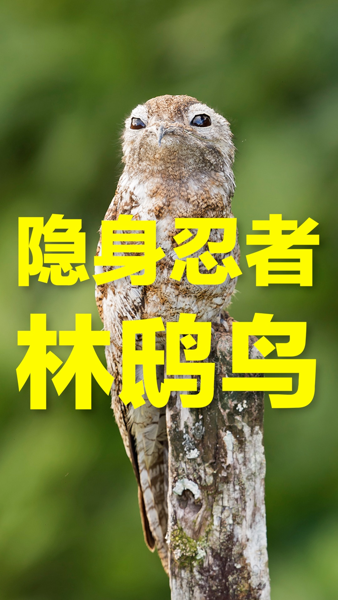 鸟#林鸱鸟的羽毛花纹和树木非常相似,遇到危险时,身体会一动不动
