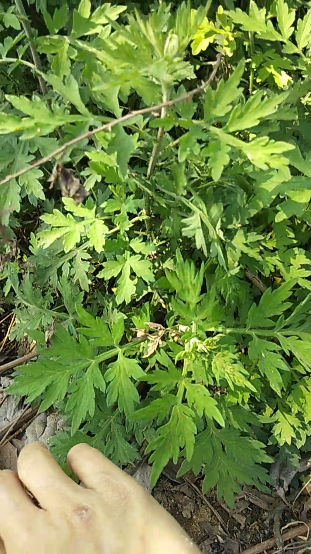 农村伤口消炎药,你们认识吗?