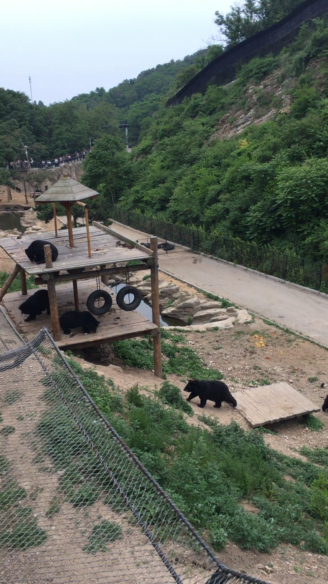 黑熊乐园