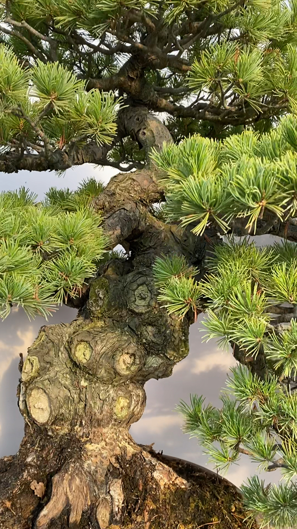 进口日本大阪松盆景