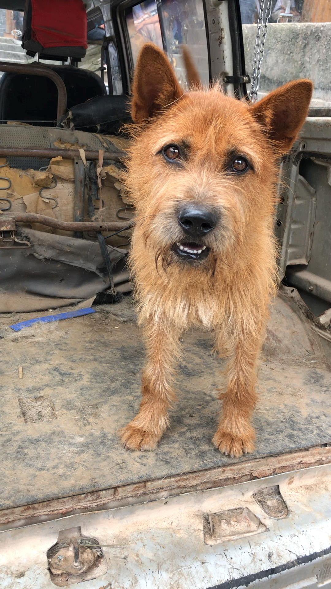 黄胡子狗,这个眼睛,这个舌头才是上山猛货