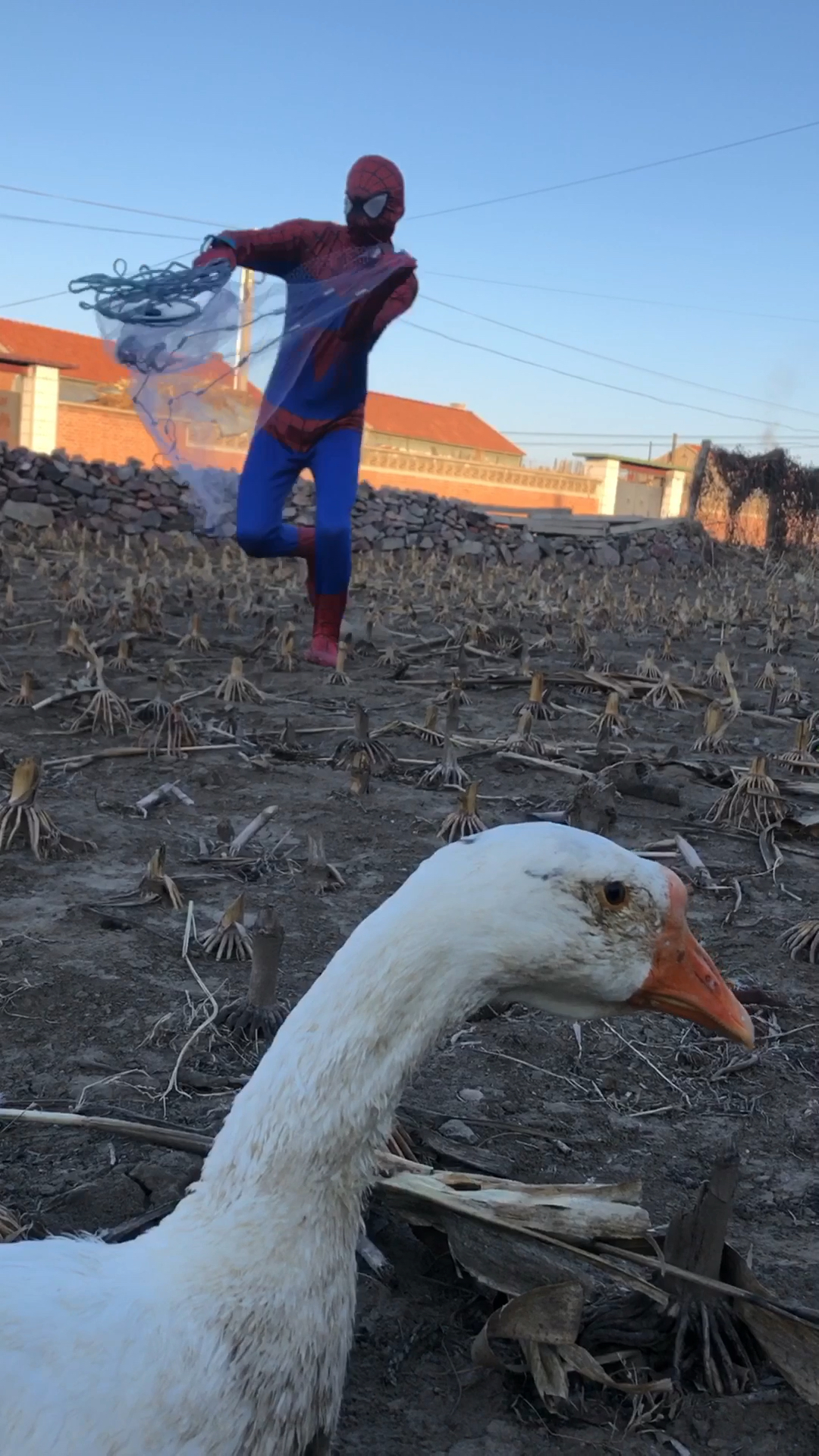 蜘蛛侠抓大鹅结果大鹅说该
