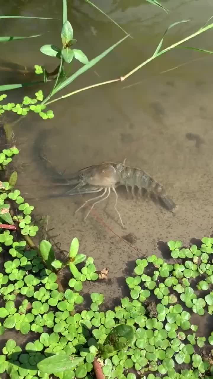 原来虾是这样蜕皮的,近距离拍下这一幕,我算见识了!