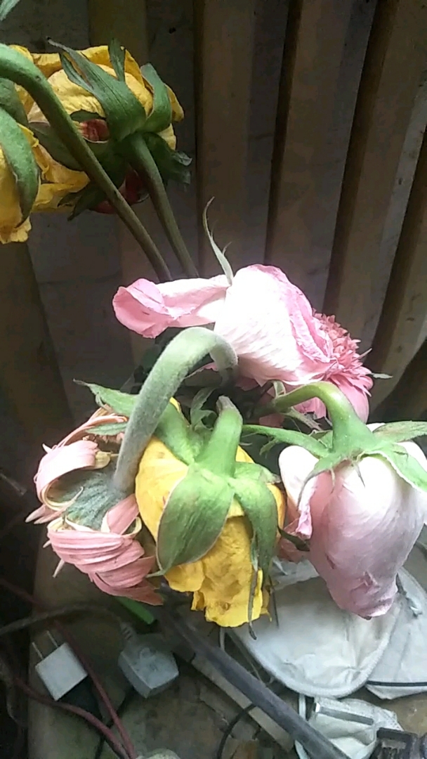 这就是传说中等你等到花儿都谢了