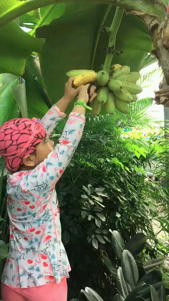 寒冷的北方城市里也可以摘香蕉.开心