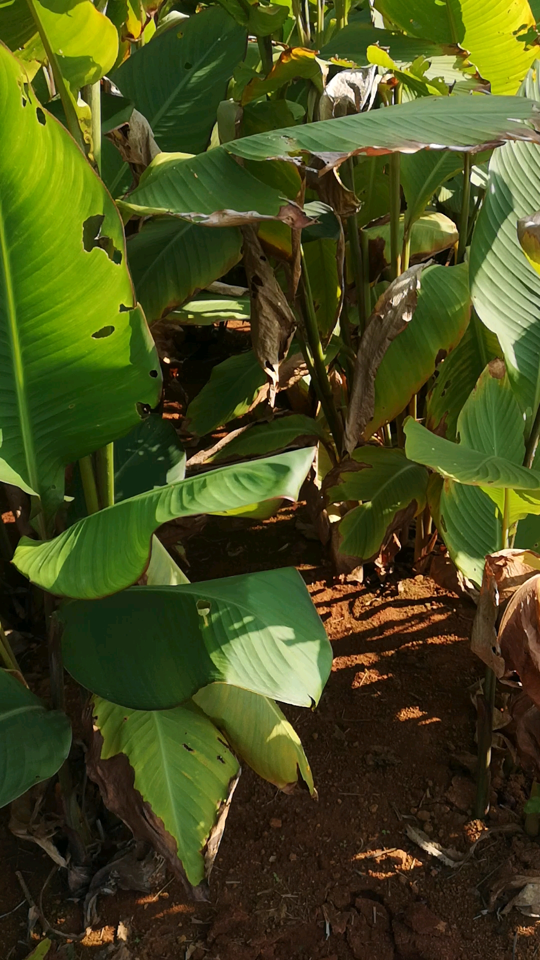 芭蕉芋可以做成粉条,和煲汤,做豆腐,从种植到收不用任何农药,非常健康