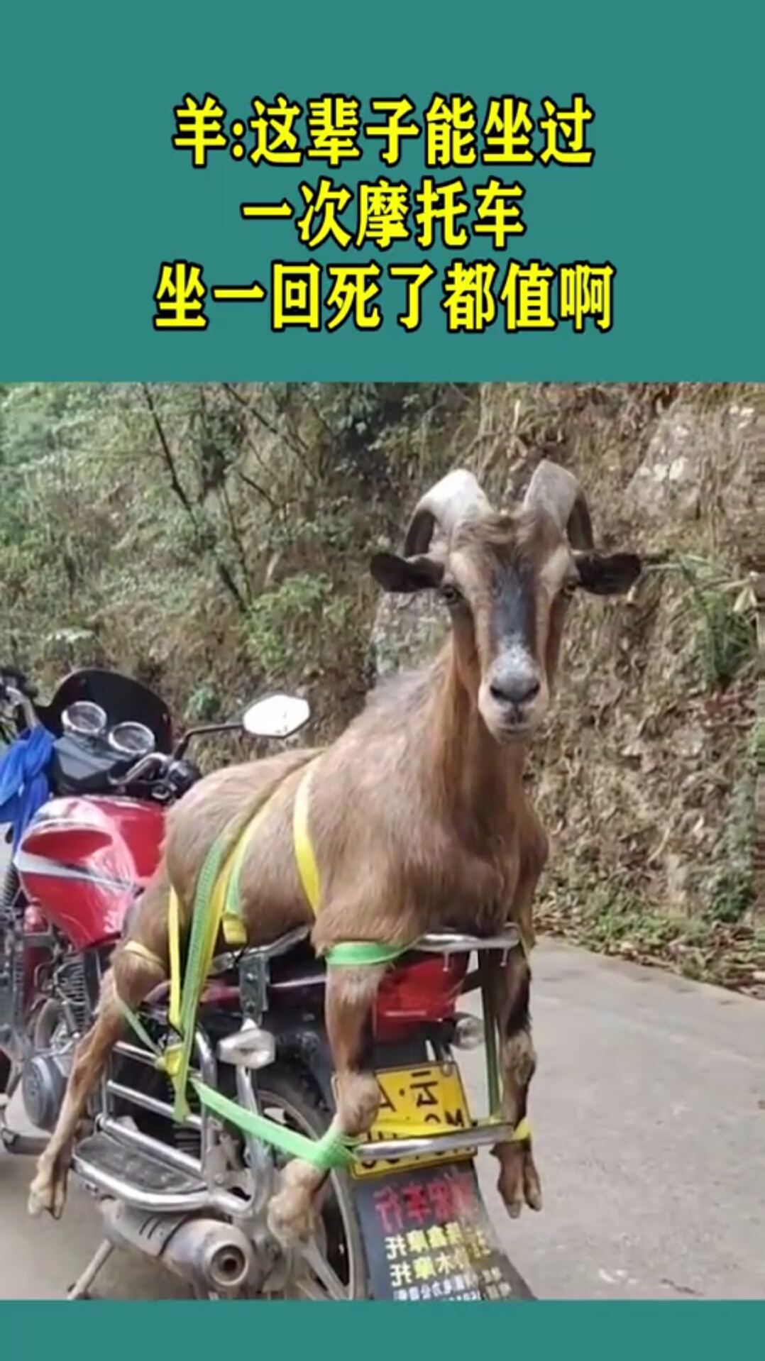 羊这辈子能坐过一次摩托车这死了都值啊
