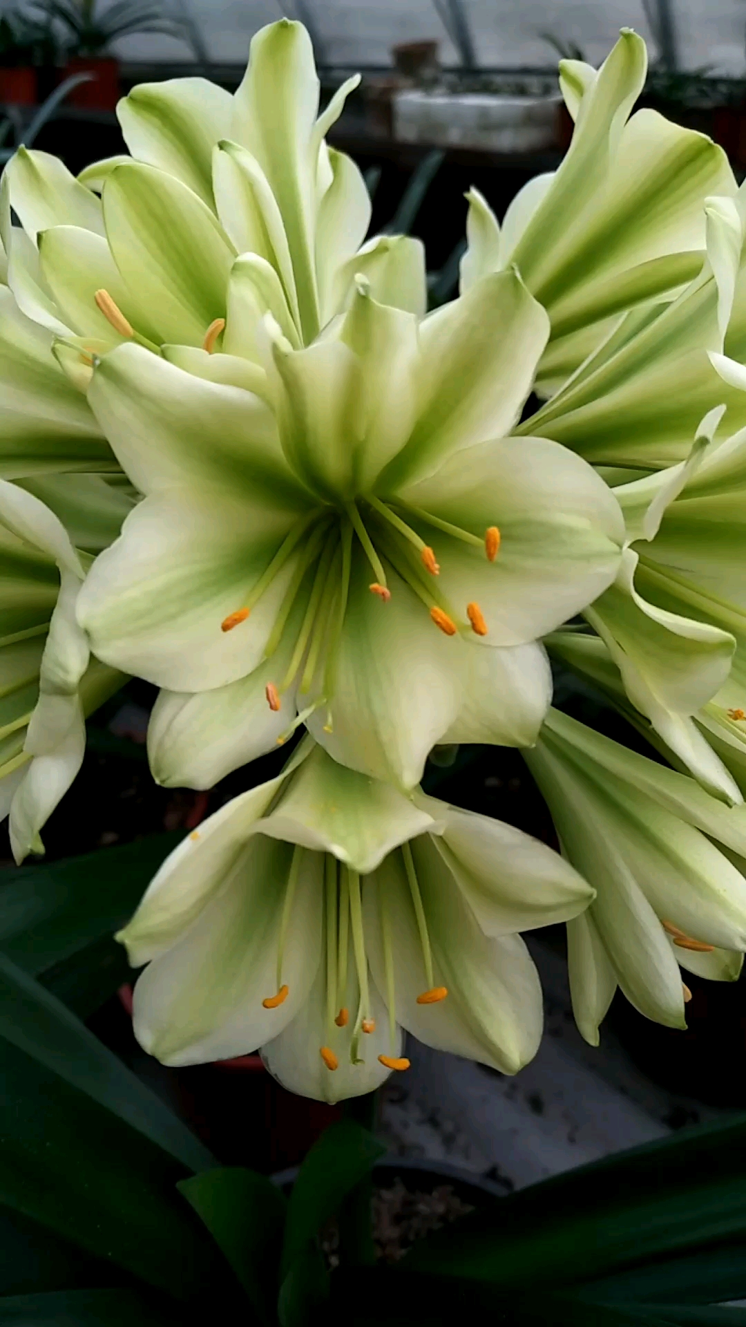 我的绿花君子兰, 请大家一起来欣赏!