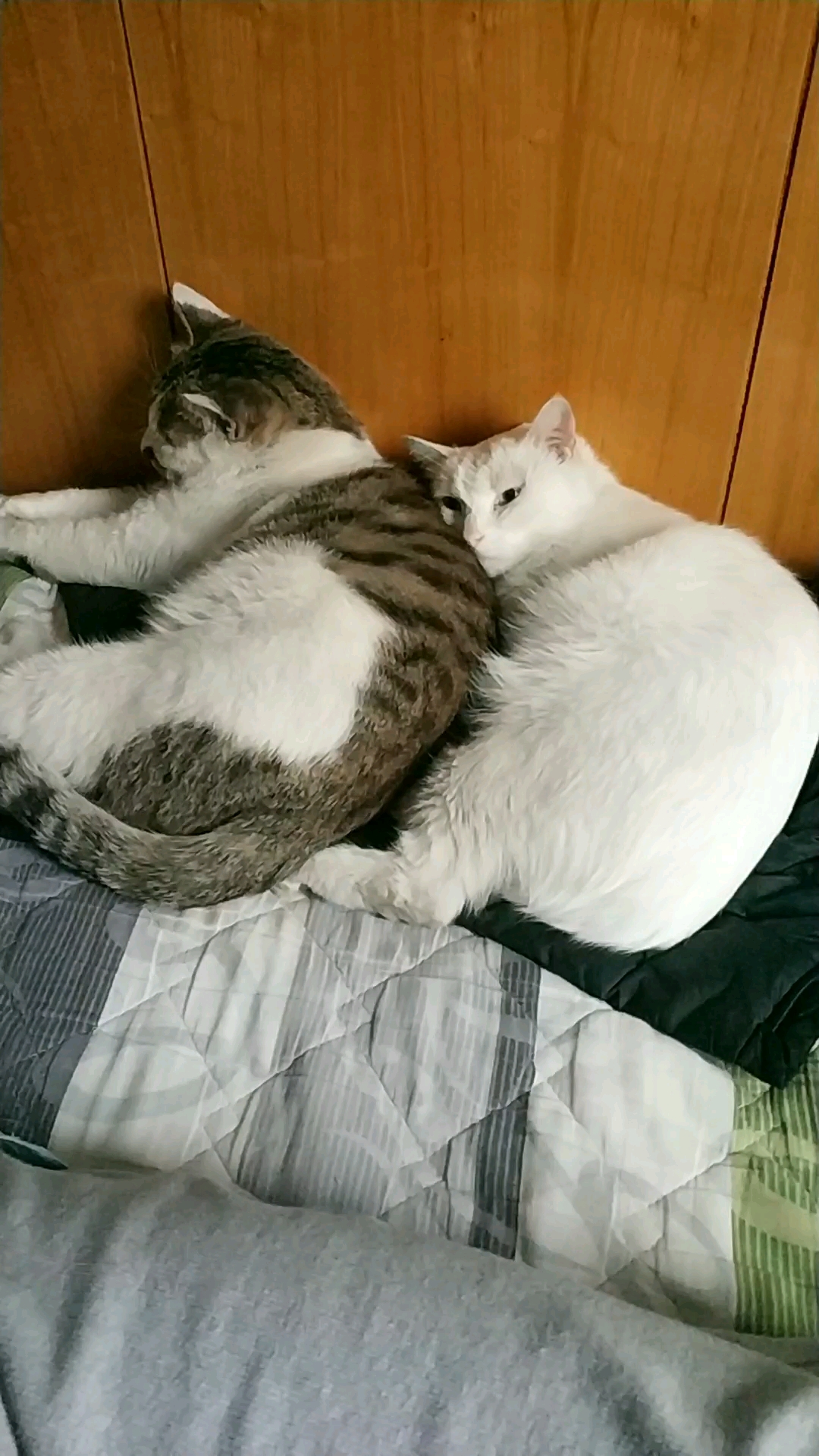 音为有你#两只猫猫在一起亲密的睡觉