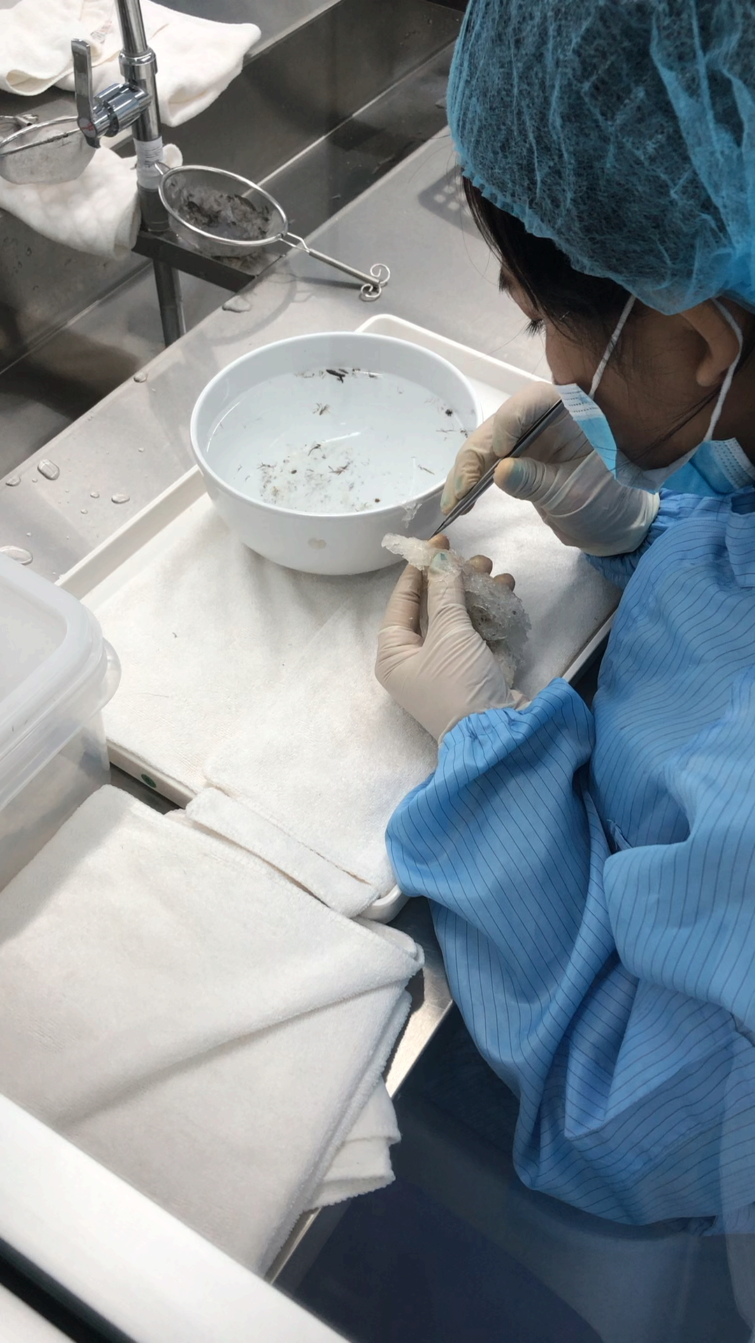 马来西亚纯手工挑毛:干挑燕盏 #明星燕窝#马来西亚燕窝工厂#孕期