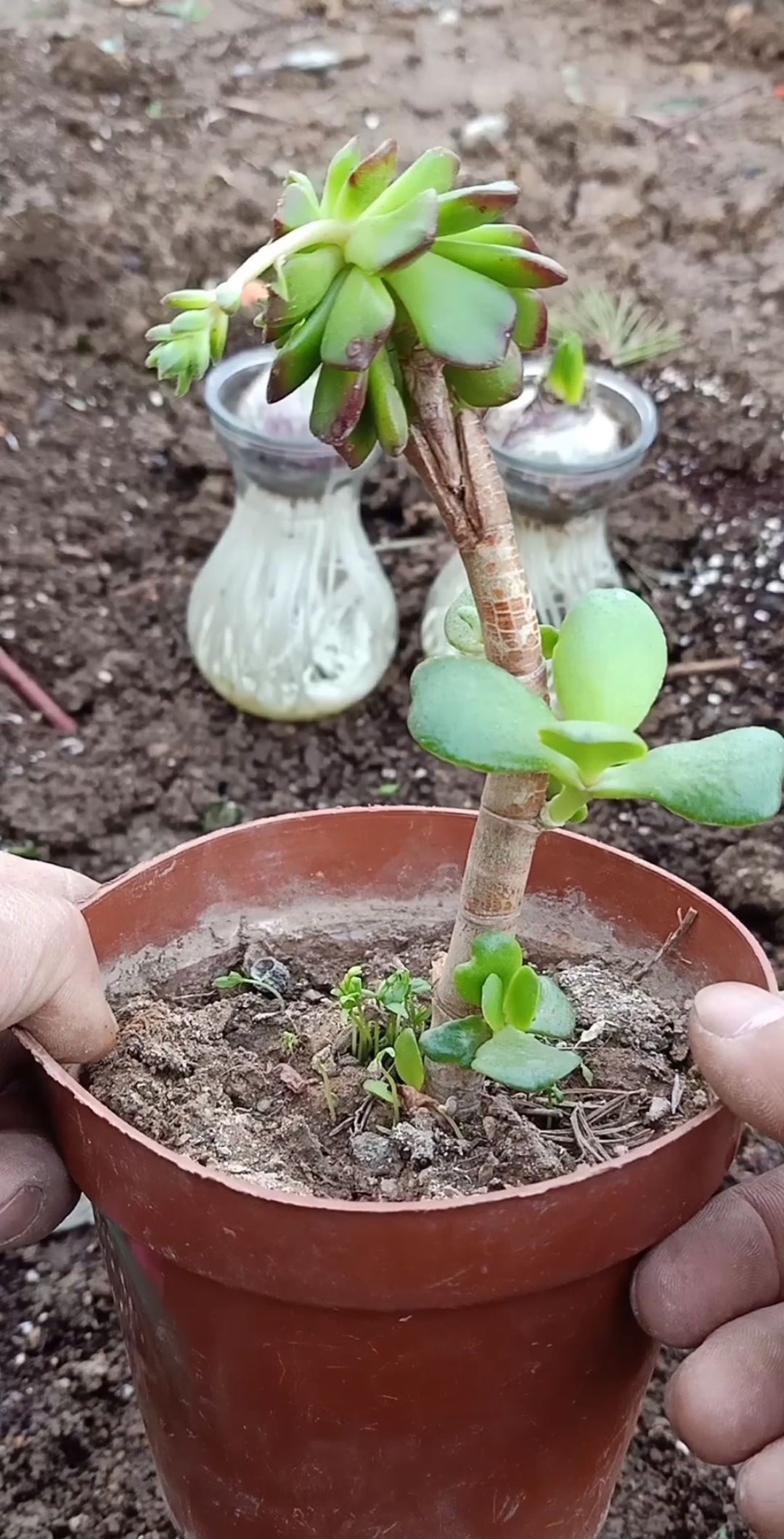 嫁接高手#玉樹嫁接多肉過程和成活後的效果