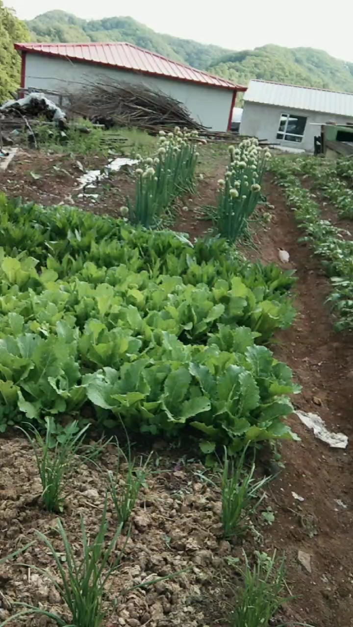 我家的菜园.子.