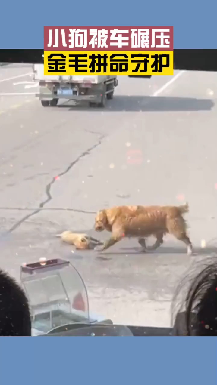 万物皆有灵!小狗被车碾压金毛拼命守护不肯离开