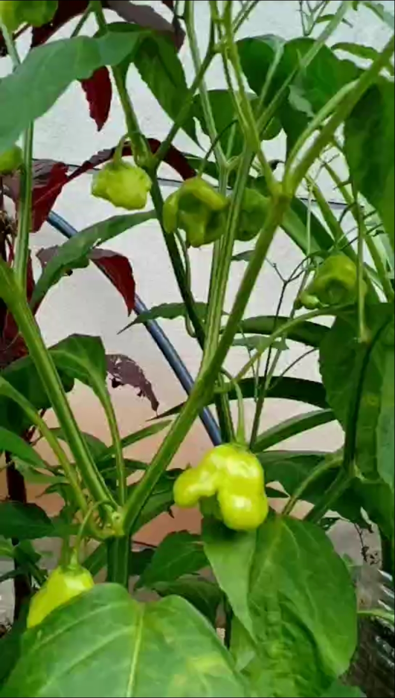 我要上热门#元宝辣椒罕见